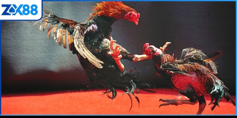 Các kiểu đá gà ZX88 đang được yêu thích