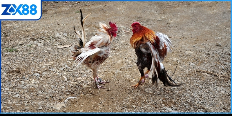 Khám phá các thủ thuật đá gà Mỹ cơ bản nhất Khám phá các thủ thuật đá gà Mỹ cơ bản nhất