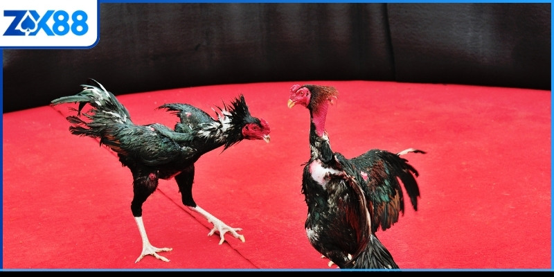 Những điều cần tránh trong thủ thuật đá gà Mỹ Những điều cần tránh trong thủ thuật đá gà Mỹ